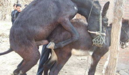 驴的交配视频,一场自然交配的视觉盛宴